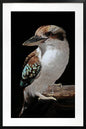Mystery Kookaburra Artwork Framed W Glass Front 80x120cm