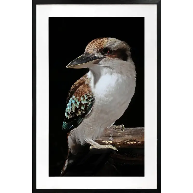 premium wall art australia kookaburra frame
