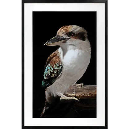premium wall art australia kookaburra frame